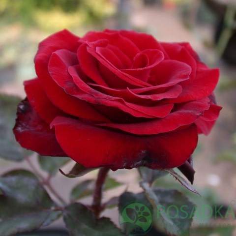 картинка Роза чайно-гибридная Гран При 