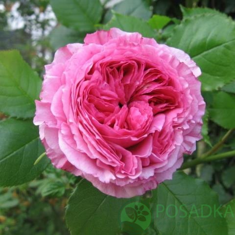 картинка Роза флорибунда Помпадул 