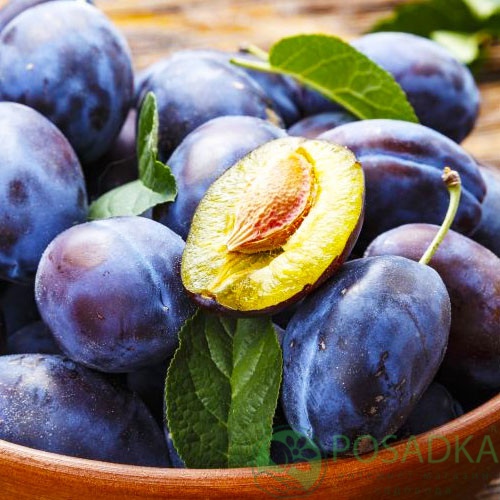 картинка Слива Чачакская ранняя 