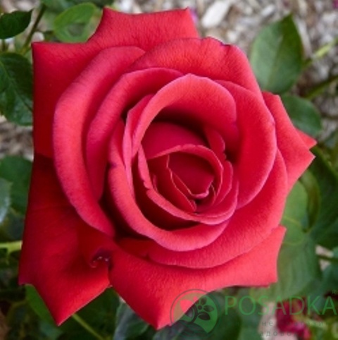 картинка Роза чайно-гибридная Копспил 
