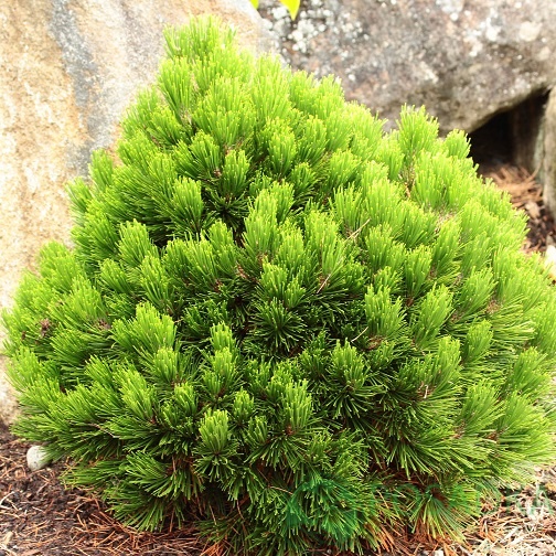 картинка Сосна Гельдрейха (белокорая) Smidtii 