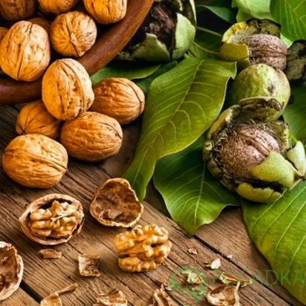 картинка Грецкий орех Кочерженко (2 летний) 