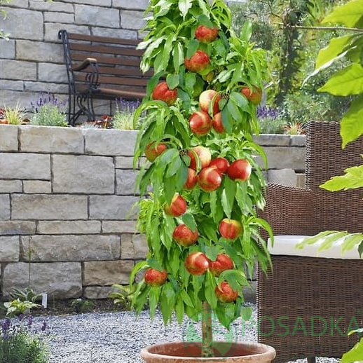 картинка Нектарин колоновидный Сочный 