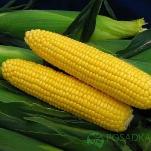 картинка Семена Кукуруза сахарная Спирит F1, 20 шт, SeedEra Profi 