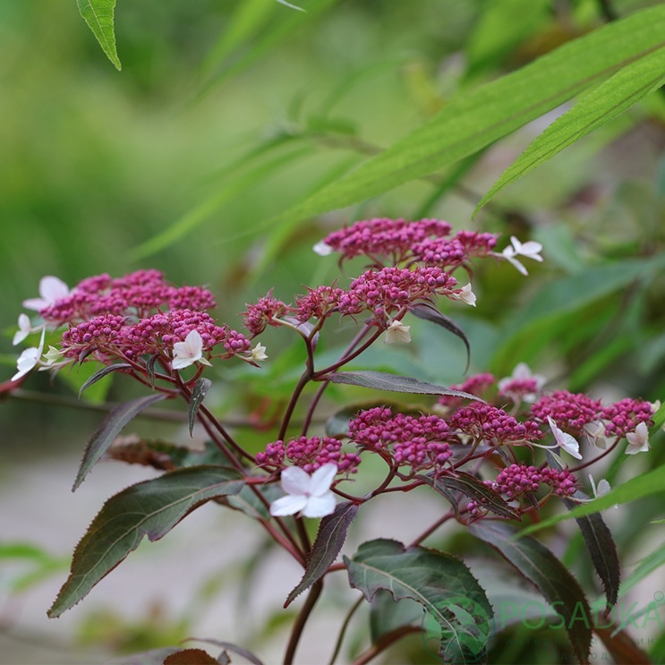картинка Гортензия шершавая Rosemary Foster (Розмари Фостер) 