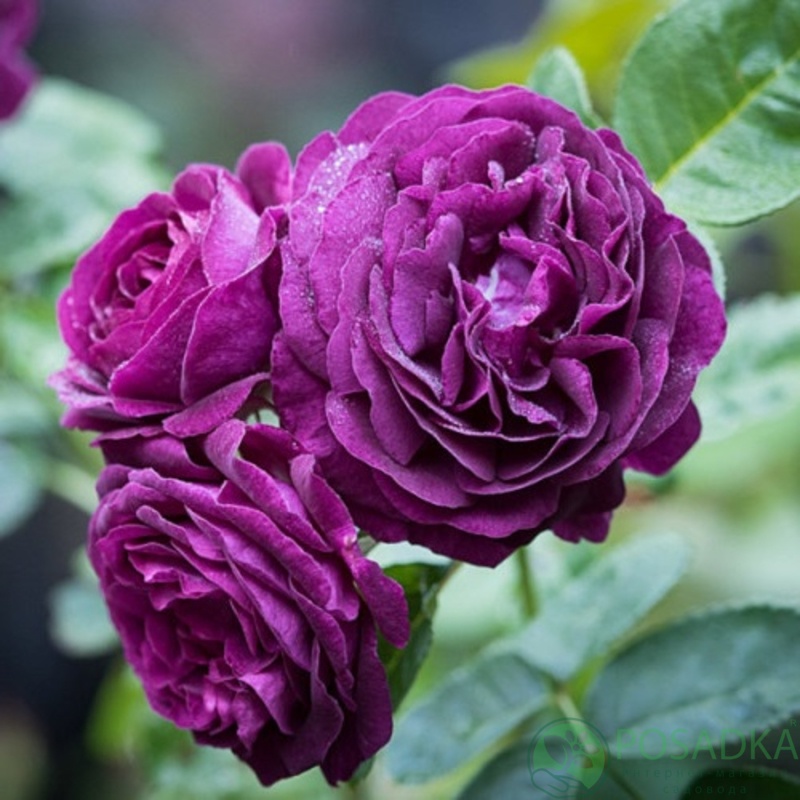 картинка Роза флорибунда Нью Эйдж  картинка Роза флорибунда Нью Эйдж