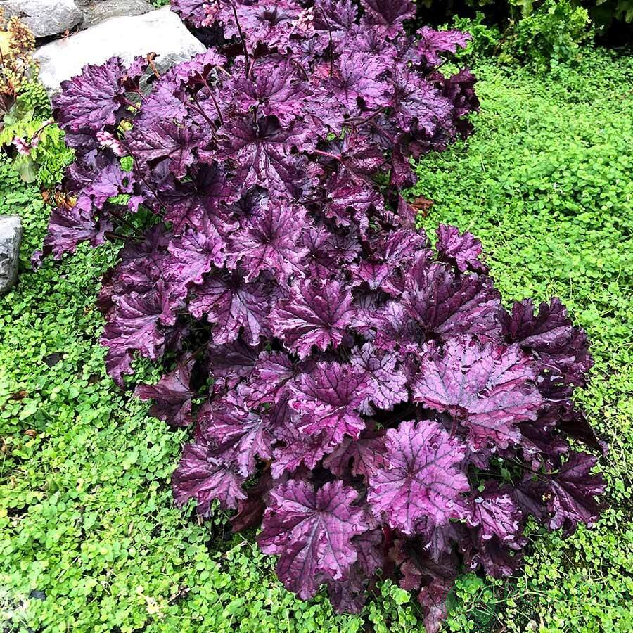 картинка Гейхера Forever Purple 