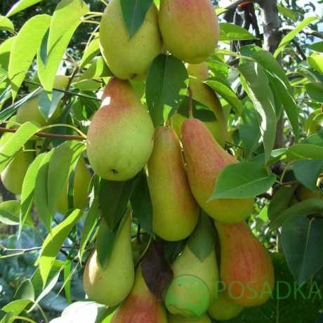 картинка Груша Талгарская красавица 