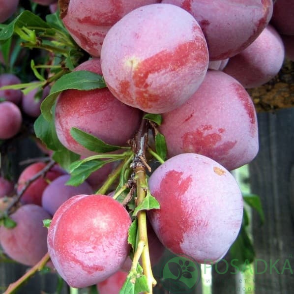 картинка Слива Киргизская превосходная 