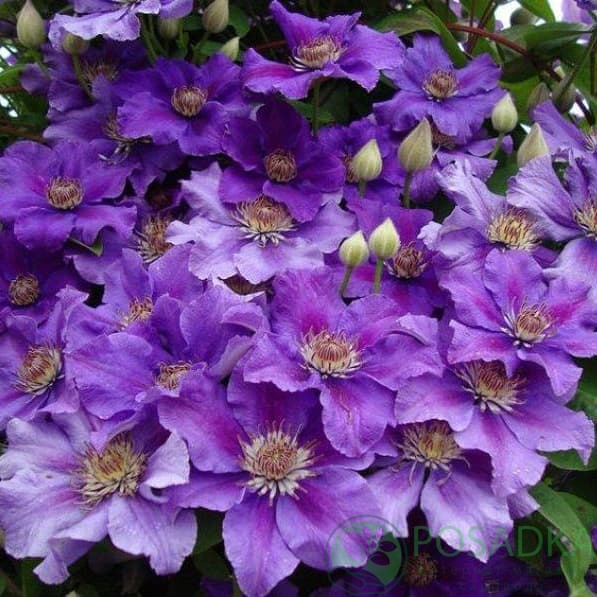 картинка Клематис Ashva 