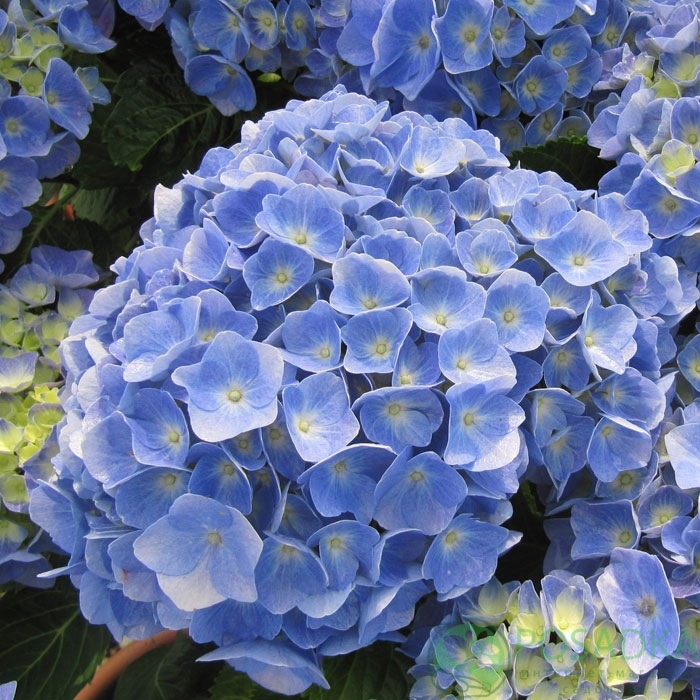 картинка Гортензия крупнолистная Bodensee 