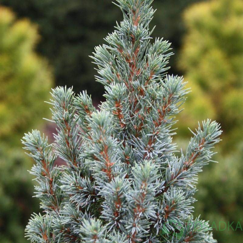 картинка Ель канадская Коника Блю 