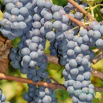 картинка Виноград Леон Мийо (винный) 