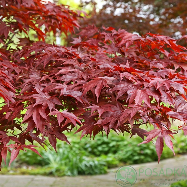 картинка Клен японский Fireglow 