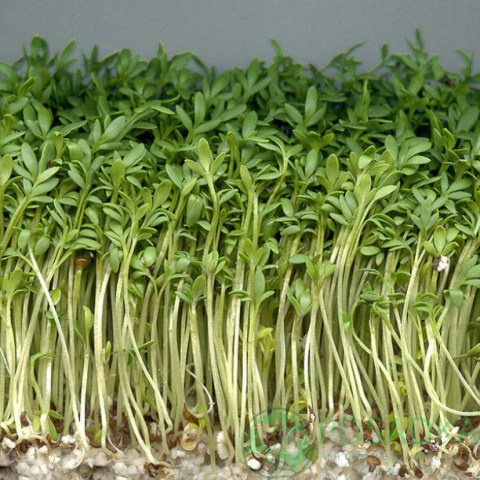 картинка Кресс-салат Гладколистый семена (1гр) 