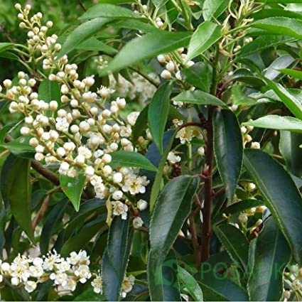 картинка Лавровишня португальская Angustifolia С3 картинка Лавровишня португальская Angustifolia С3