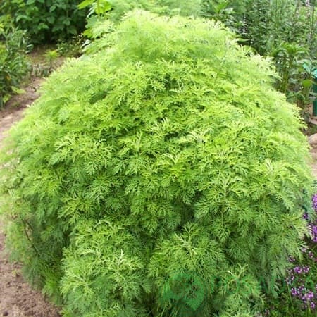картинка Полынь Кока Кола (Cola Plant) 