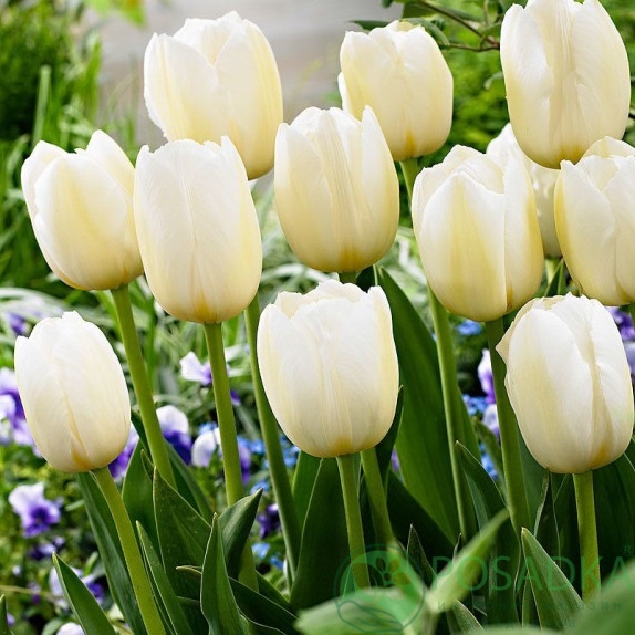 картинка Тюльпан Pays Bas 