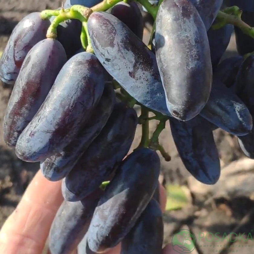 картинка Виноград Днепровский сувенир 