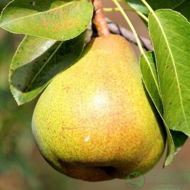 картинка Груша Рикс 