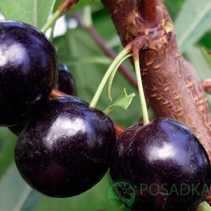 картинка Вишня Ночка 