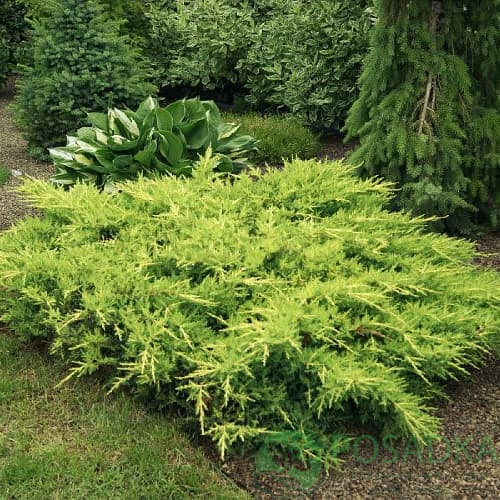 картинка Можжевельник средний Голд Киссен 3л 