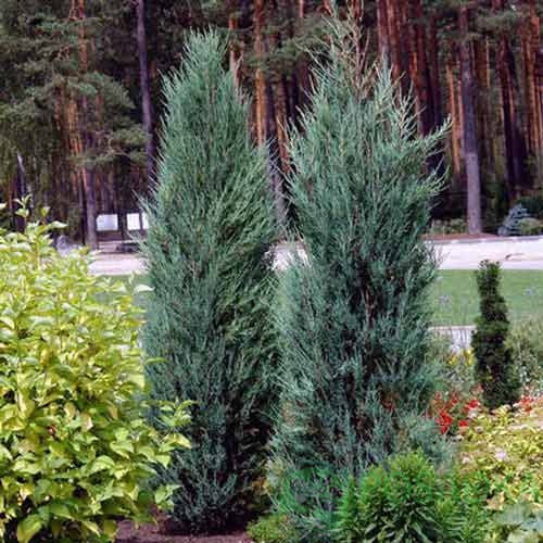 картинка Можжевельник скальный Блю Эрроy 