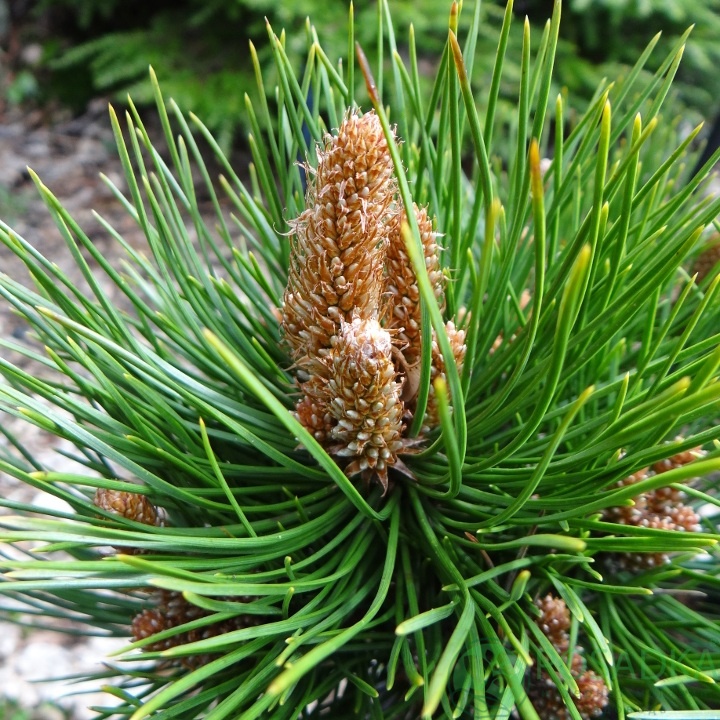 картинка Сосна tabuliformis 'Shenyang' 