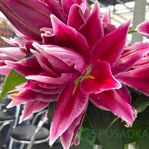 картинка Лилия Roselily Tabitha 