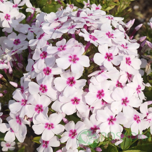 картинка Флокс Flame White Eye 
