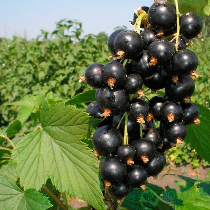 картинка Смородина чёрная Багира 