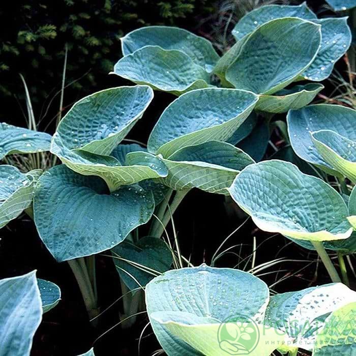 картинка Хоста hybrida Big Daddy C2 