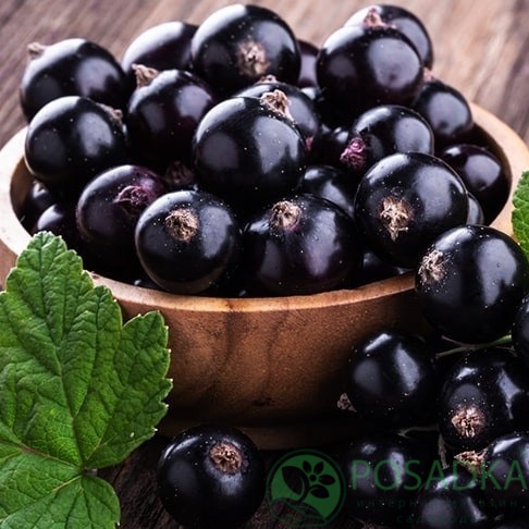 картинка Смородина чёрная Бессемянная 