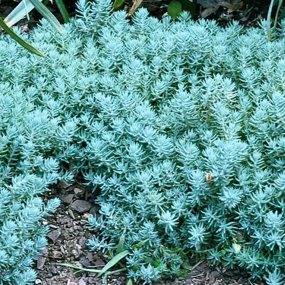 картинка Очиток (седум) Blue Spruce 