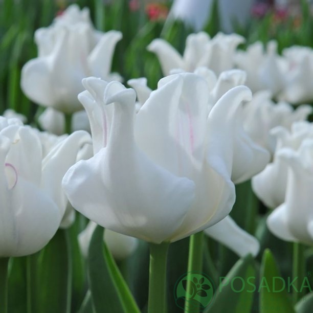 картинка Тюльпан White Liberstar  картинка Тюльпан White Liberstar