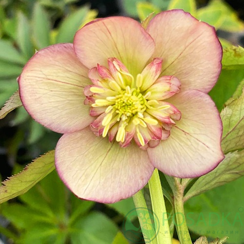 картинка Морозник Anemone apricot 