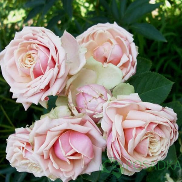 картинка Роза флорибунда Эден Романтика 