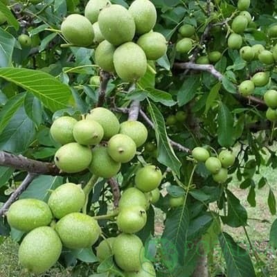картинка Грецкий орех Иван Багряный (2 летний) 