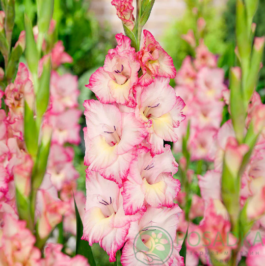 картинка Гладиолус Priscilla 