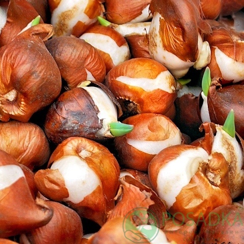 картинка Тюльпан Estella Rijnveld  картинка Тюльпан Estella Rijnveld