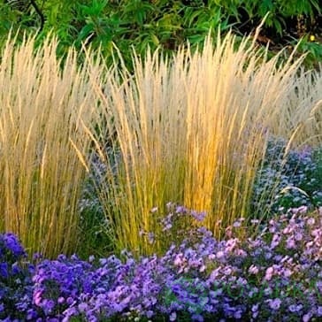 картинка Вейник остроцветковый Карл Форстер 