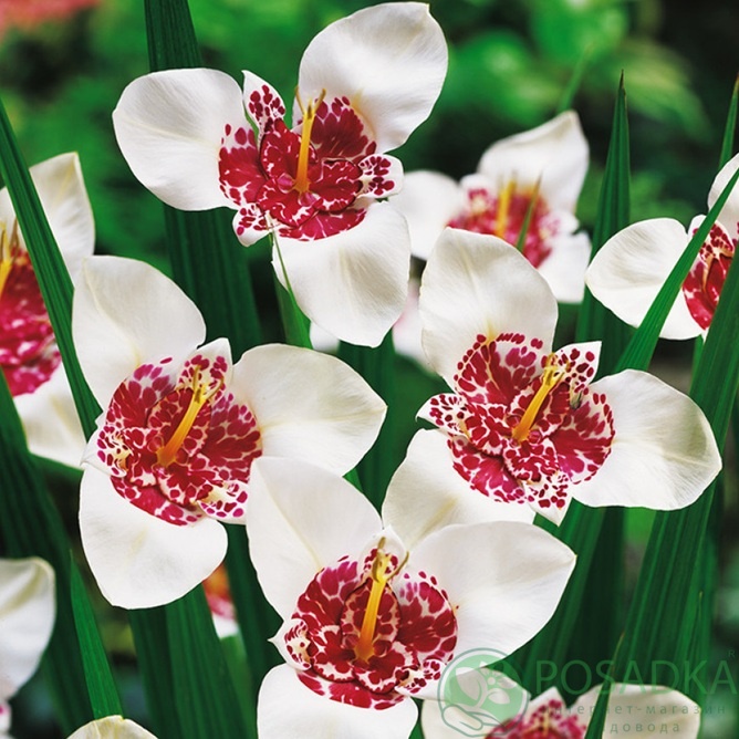 картинка Тигридия Alba Grandiflora 