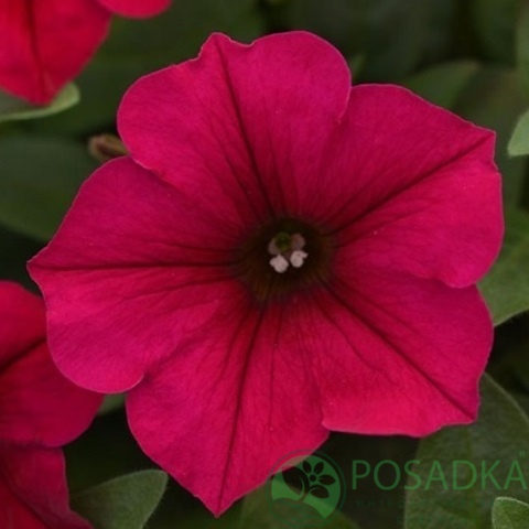картинка Петуния крупноцветковая низкорослая Радость F1 семена (10шт) 