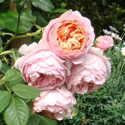 картинка Роза флорибунда Патер Пауль Рубенс  картинка Роза флорибунда Патер Пауль Рубенс