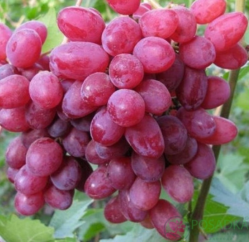 картинка Виноград Гелиос 