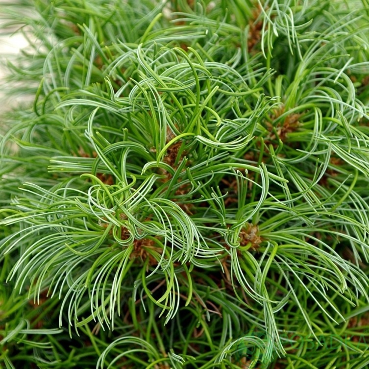 картинка Сосна Веймутова Green Twist 