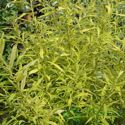 картинка Ива удская Голден Саншайн 