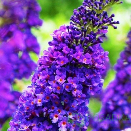 картинка Буддлея Давида Empire Blue С3 