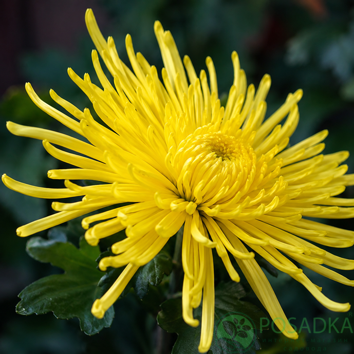 картинка Хризантема крупноцветковая Spiro Yellow 