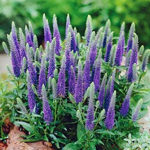 картинка Вероника Blue Indigo (Блу Индиго) 